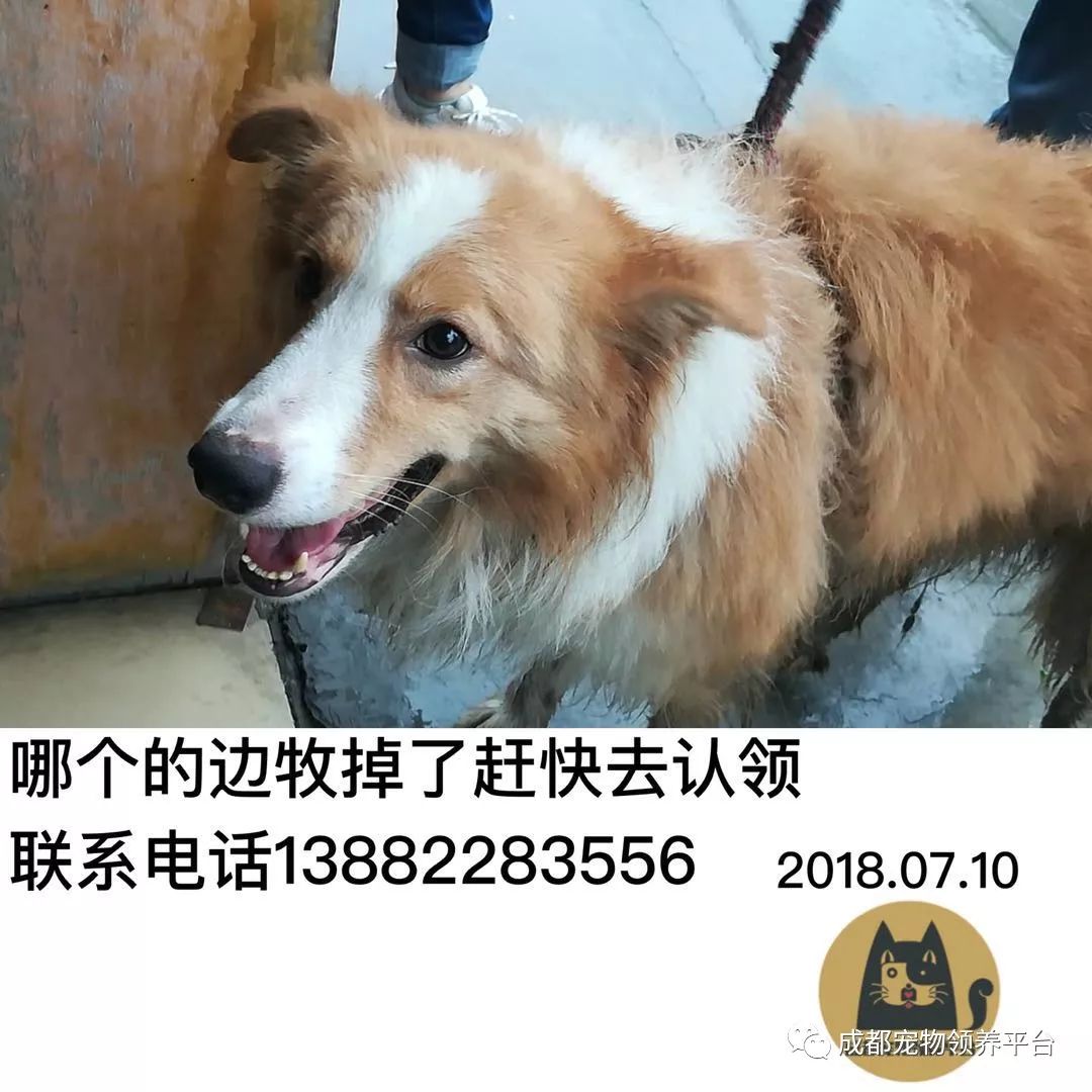 成都最新尋狗記，巷弄深處特色小店中的尋寵之旅