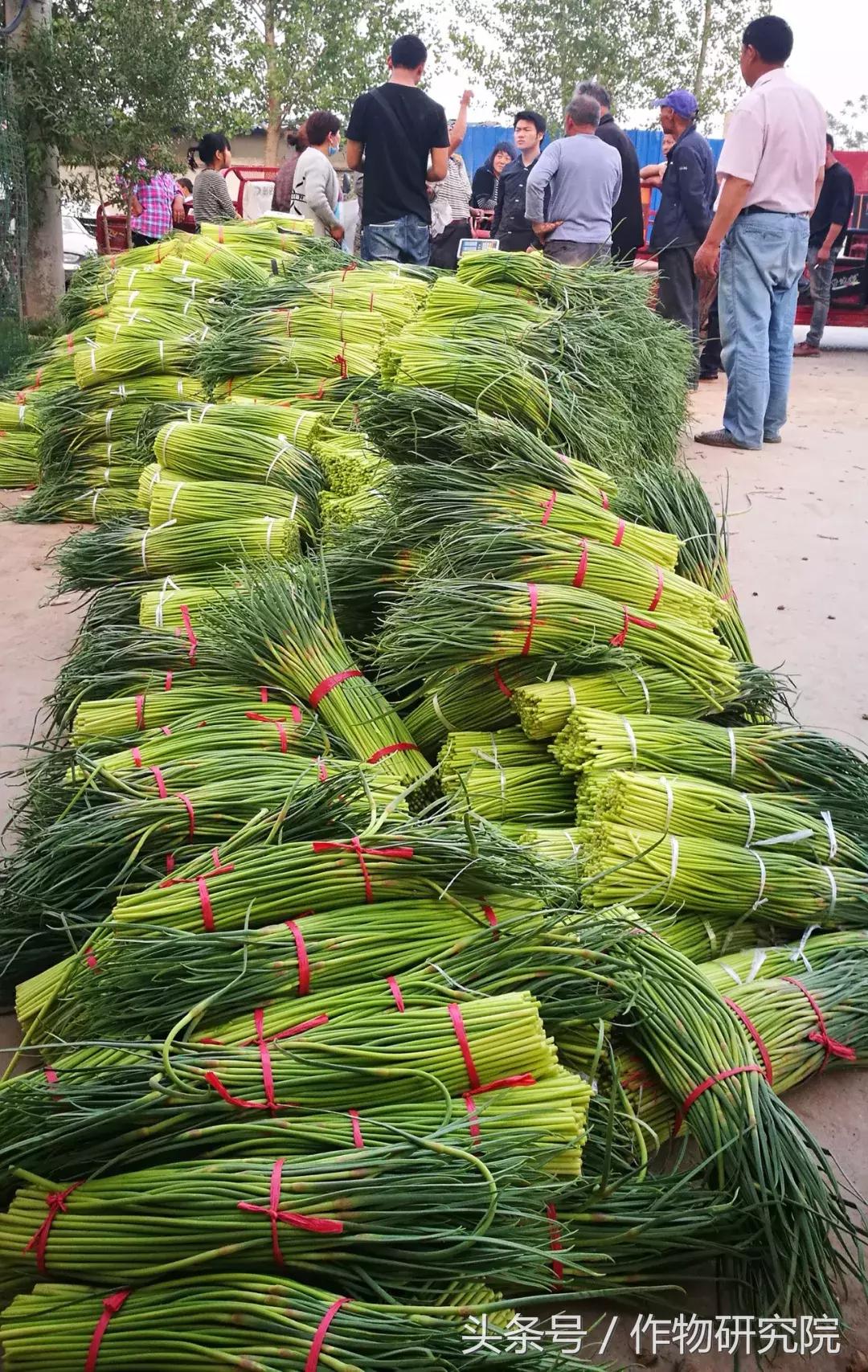 大蒜的奇妙旅程與溫馨故事，最新大蒜資訊報道