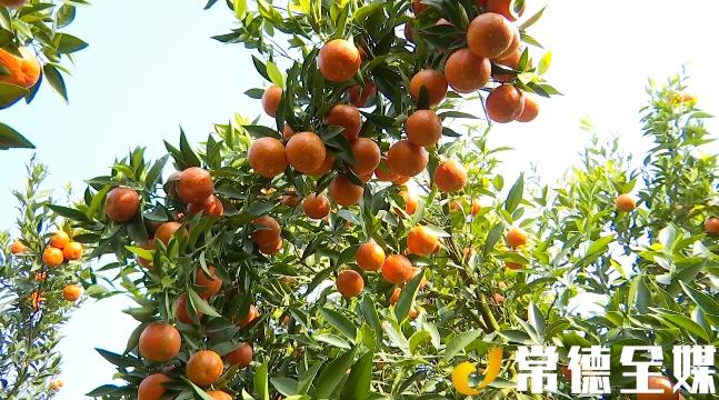 澧縣道路最新規劃詳解及步驟指南