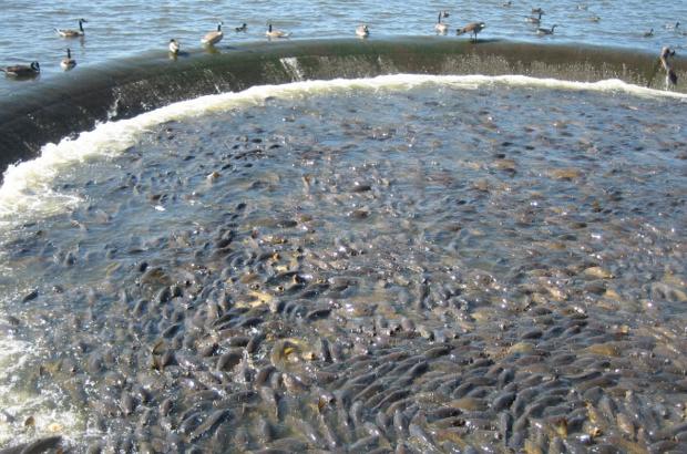 美國鯉魚(yú)成災背后秘密揭秘，鯉魚(yú)泛濫與小巷獨特小店的故事