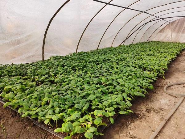 探索自然美景的輕松之旅，最新黃瓜社區