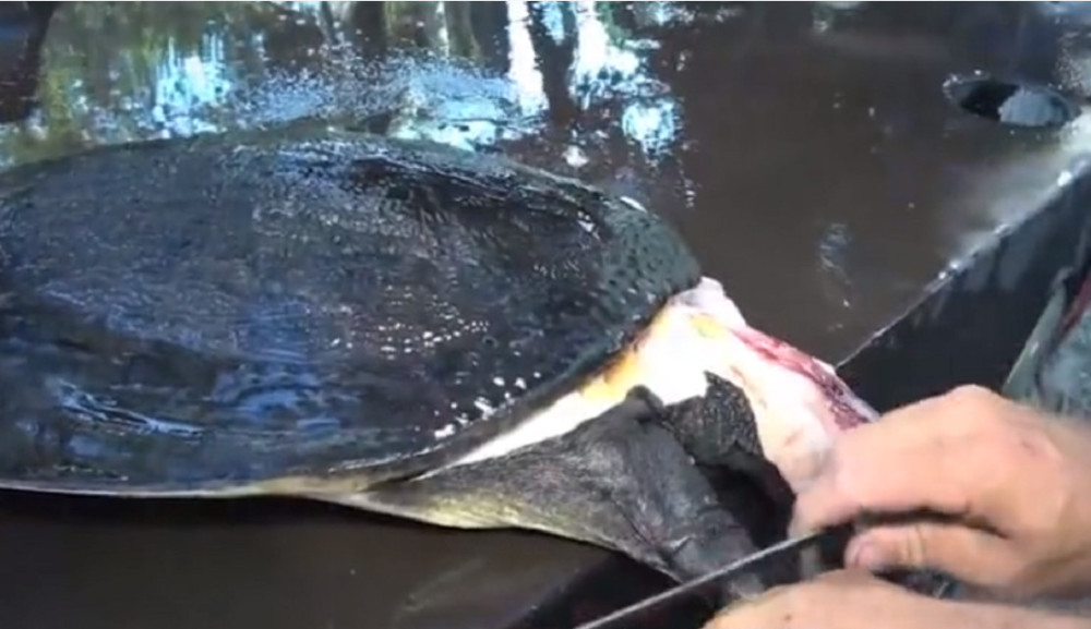 最新釣甲魚(yú)，一段垂釣樂(lè )趣的溫馨時(shí)光