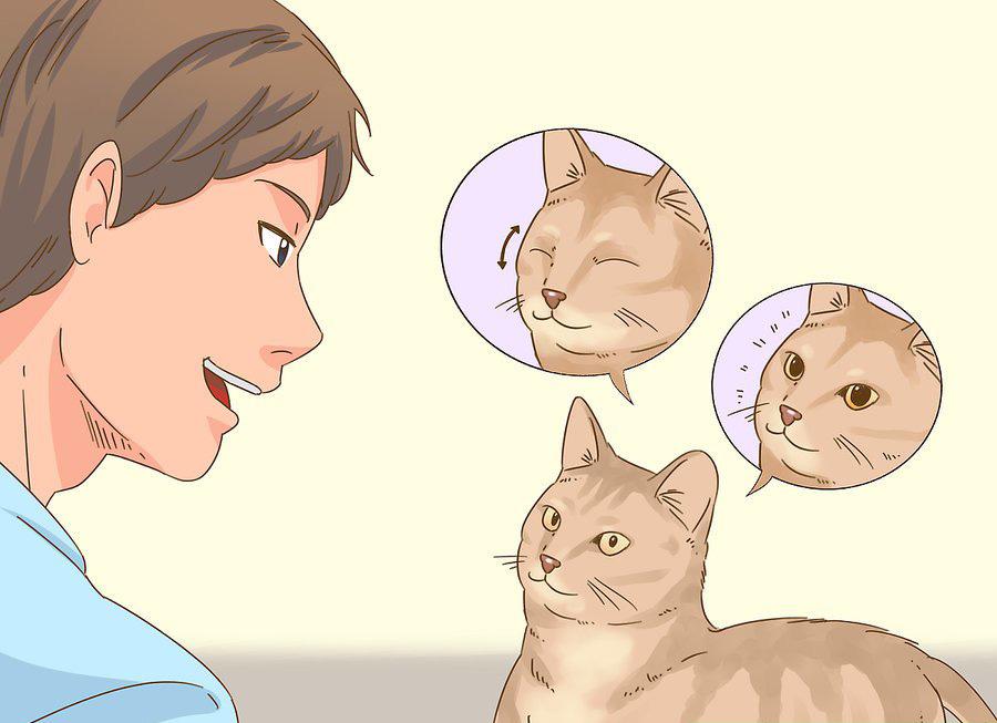 貓咪最新破譯，高科技重塑貓奴生活，智能養貓新時(shí)代的開(kāi)啟