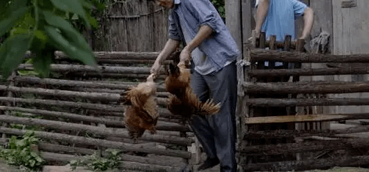 最新版偷雞，從變化中學(xué)習，擁抱自信，成就非凡之路