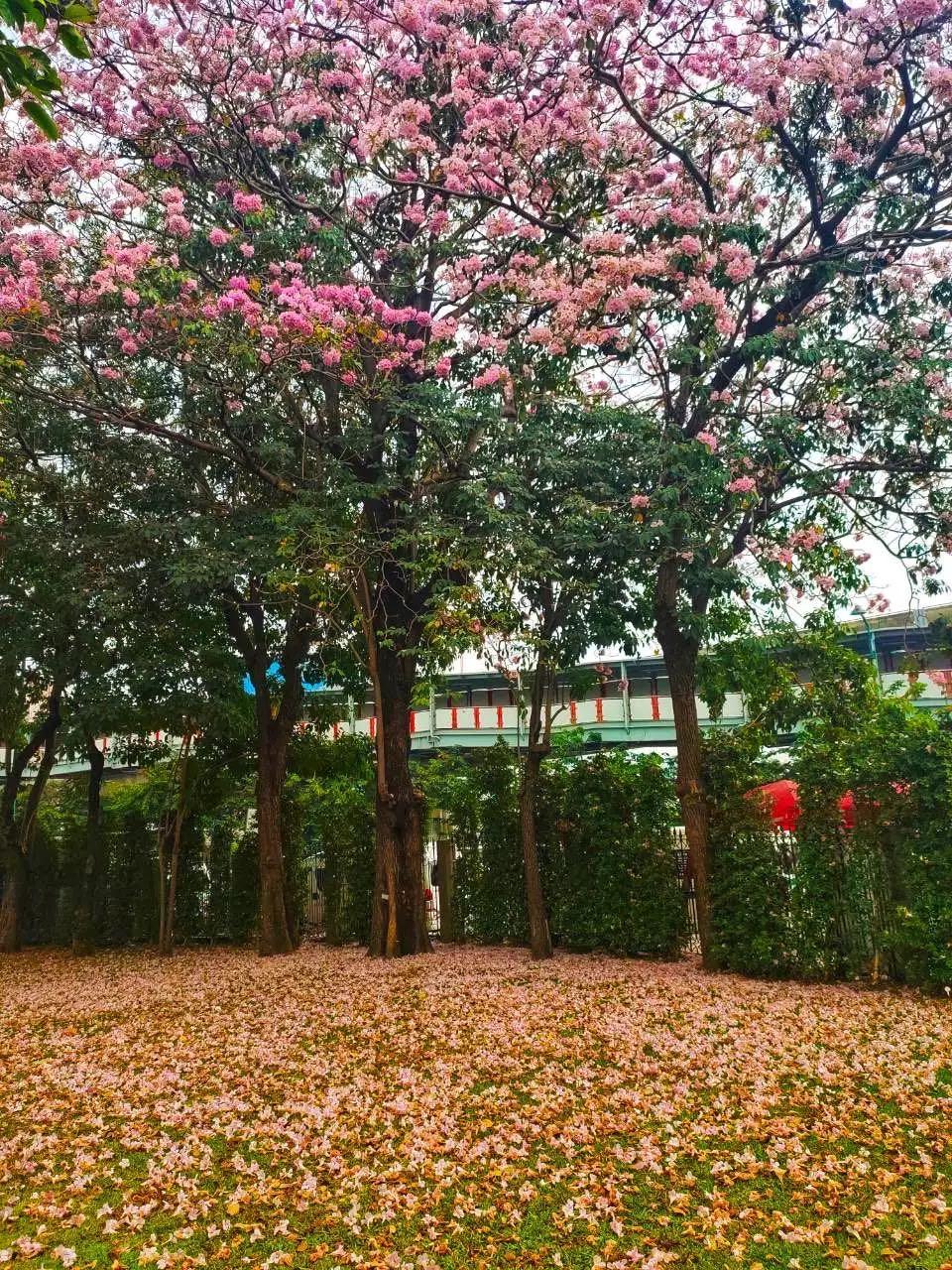 全球最新疫情動(dòng)態(tài)，變化中的學(xué)習之路與自信成就的力量