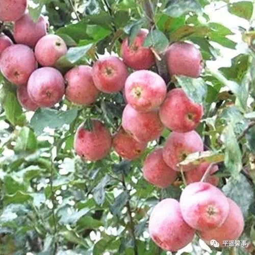 西太后愛(ài)心包最新系列，時(shí)尚與慈善的完美結合，展現獨特魅力風(fēng)采