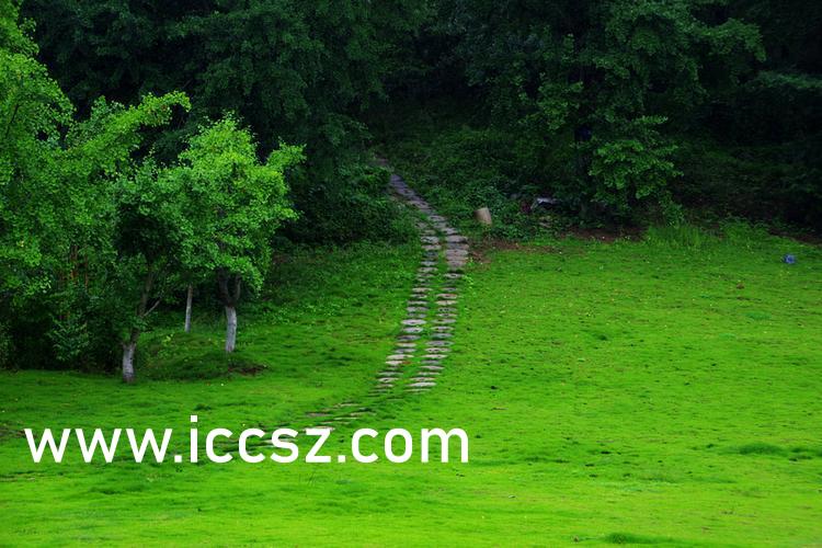 伊人最新一本，日常溫馨趣事與情感紐帶的交織