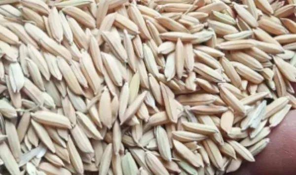 夏鳴星谷子最新科技，點(diǎn)亮生活，科技璀璨引領(lǐng)未來(lái)