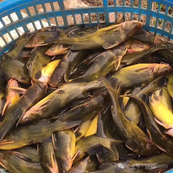 黃顙魚(yú)最新報價(jià)大全，專(zhuān)業(yè)指南與實(shí)時(shí)更新